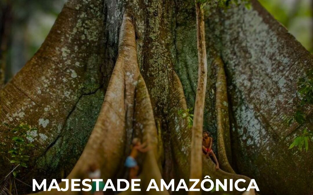 BRICS: Samaúma, árvore amazônica ‘sagrada’ é escolhida como novo símbolo do grupo